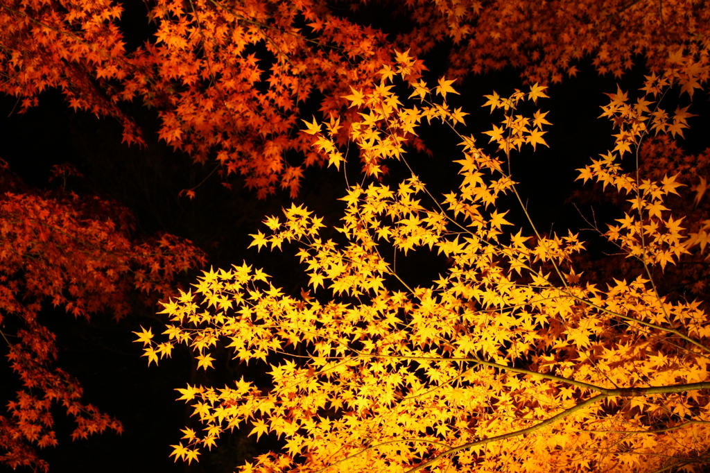 夜紅葉