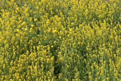 画面いっぱい菜の花にして
