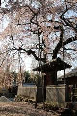 桜堂薬師のしだれ桜