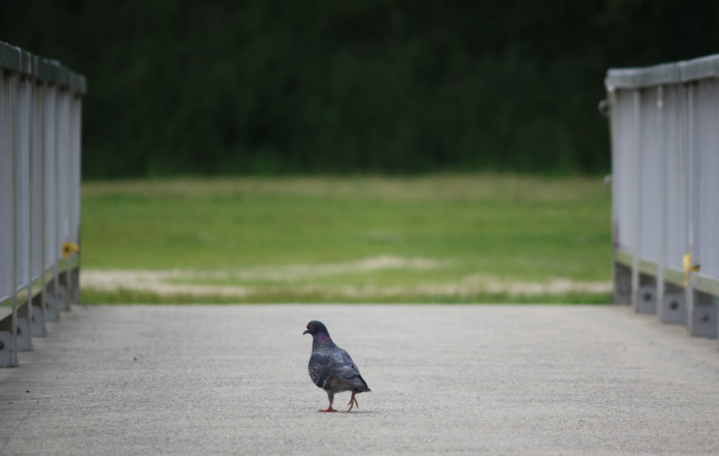 飛べばいいのに、、