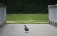 飛べばいいのに、、