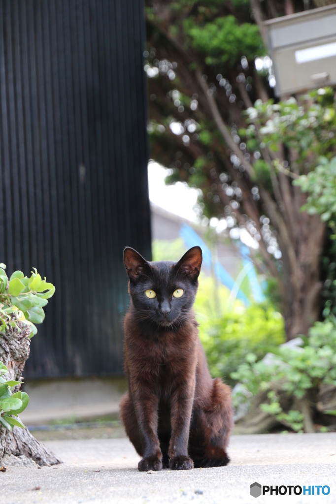 佐久島の猫2