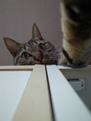 最後のチビ写真
