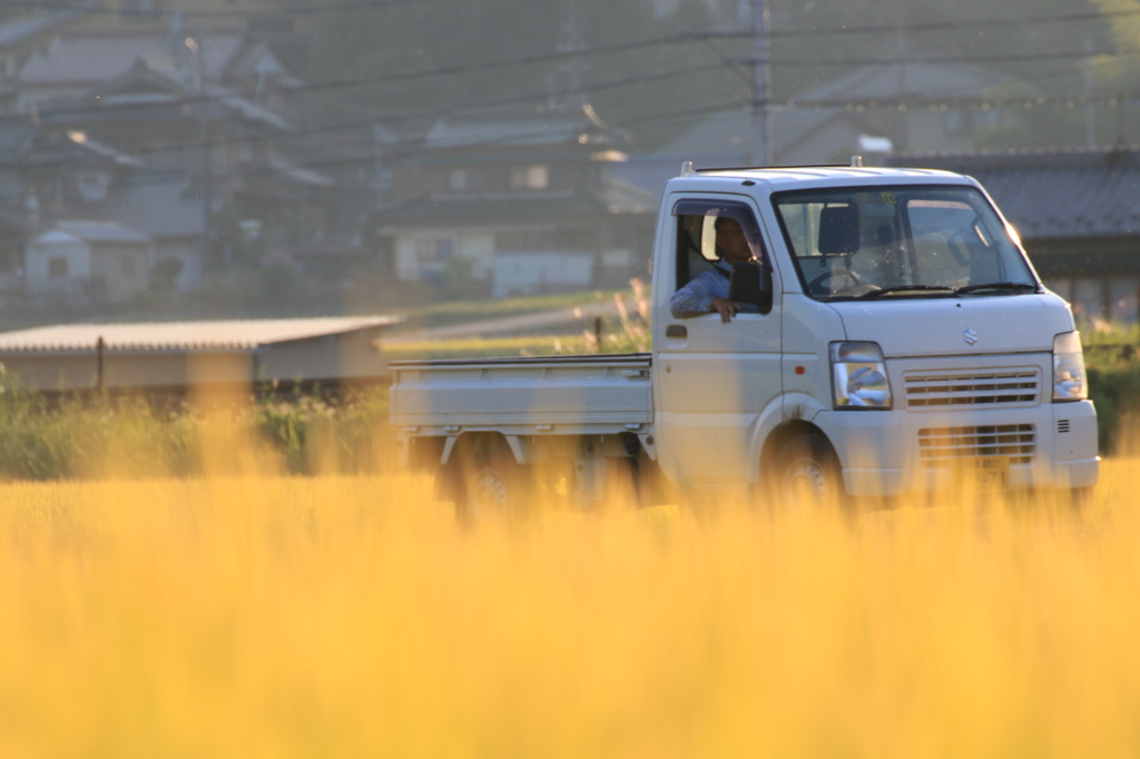 黄金色の中を走る。