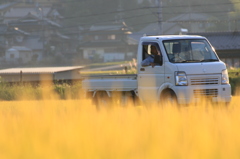 黄金色の中を走る。