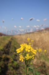 いいじゃないの菜の花で