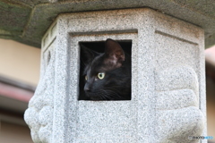新しい秘密基地