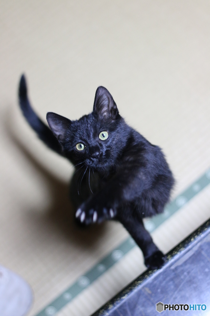 よこせ！