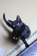 よこせ！