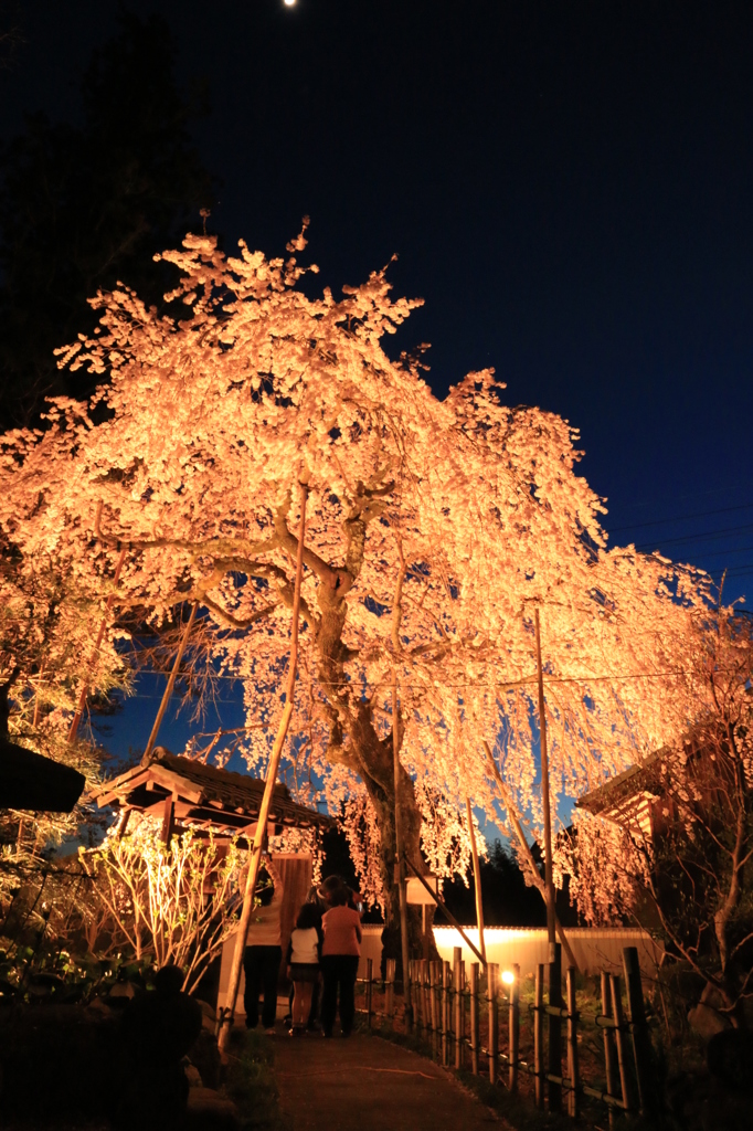 桜堂薬師　夜