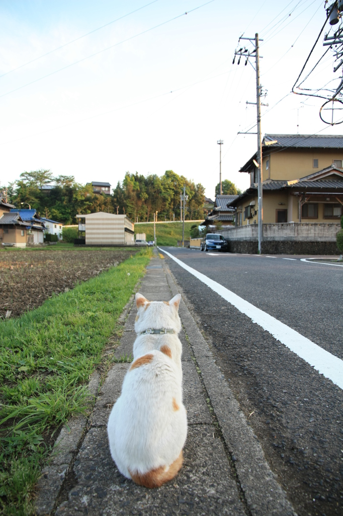 僕の進む道