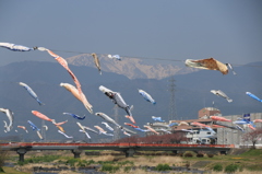 相川のシシャモ達