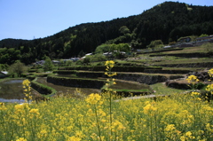 坂折棚田の春