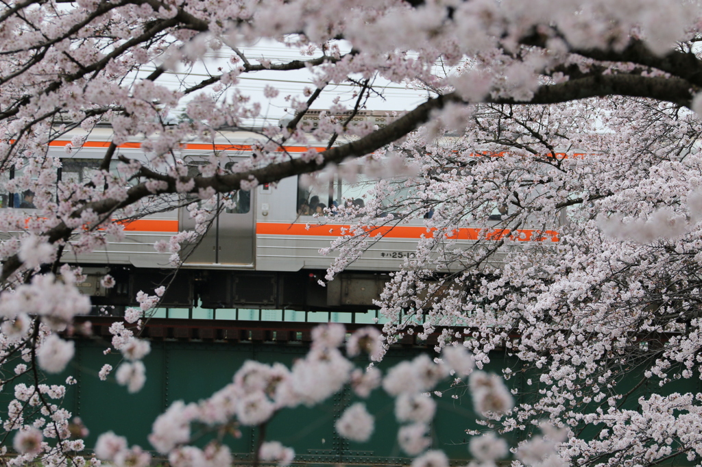 お花見電車