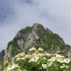 高嶺に咲くハクサンイチゲ