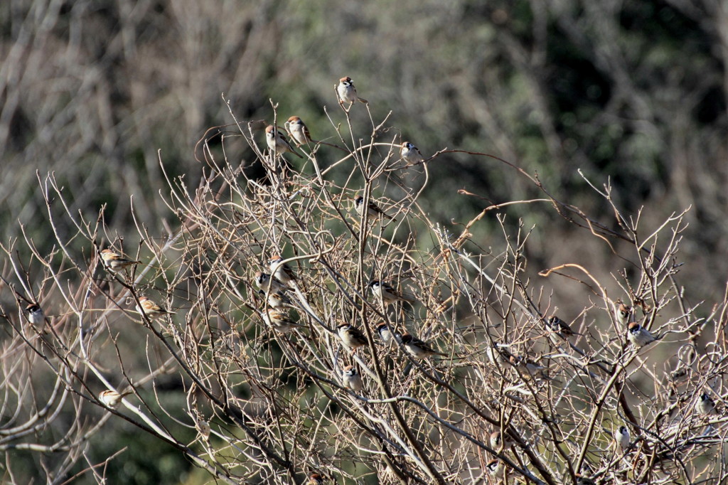 すずめのなる木