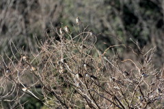 すずめのなる木