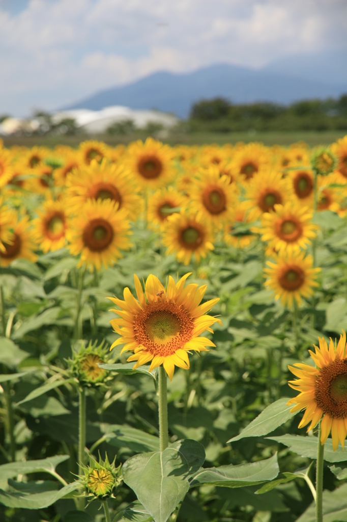 太陽の花