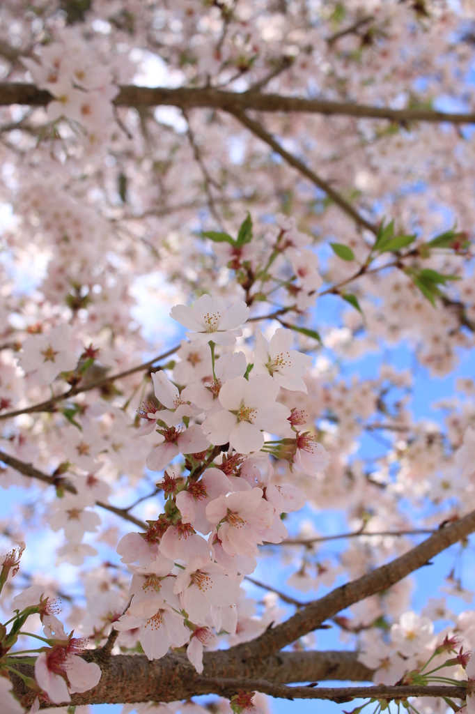 ハル　サクラ　いい天気！