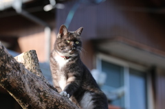 防犯ねこ