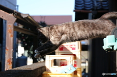 飛び猫　惜しい！