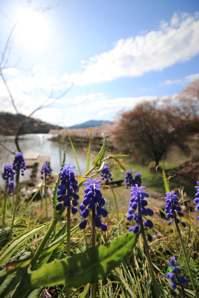 ハル　ムスカリ　いい天気