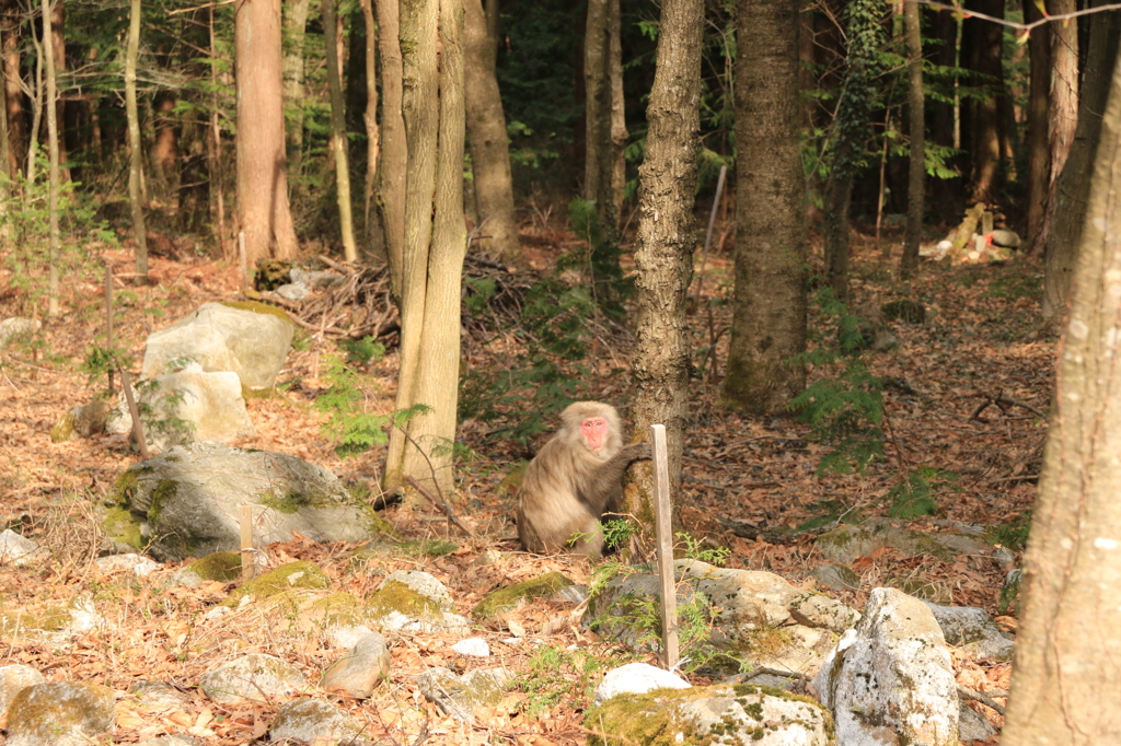 猿　襲われる前