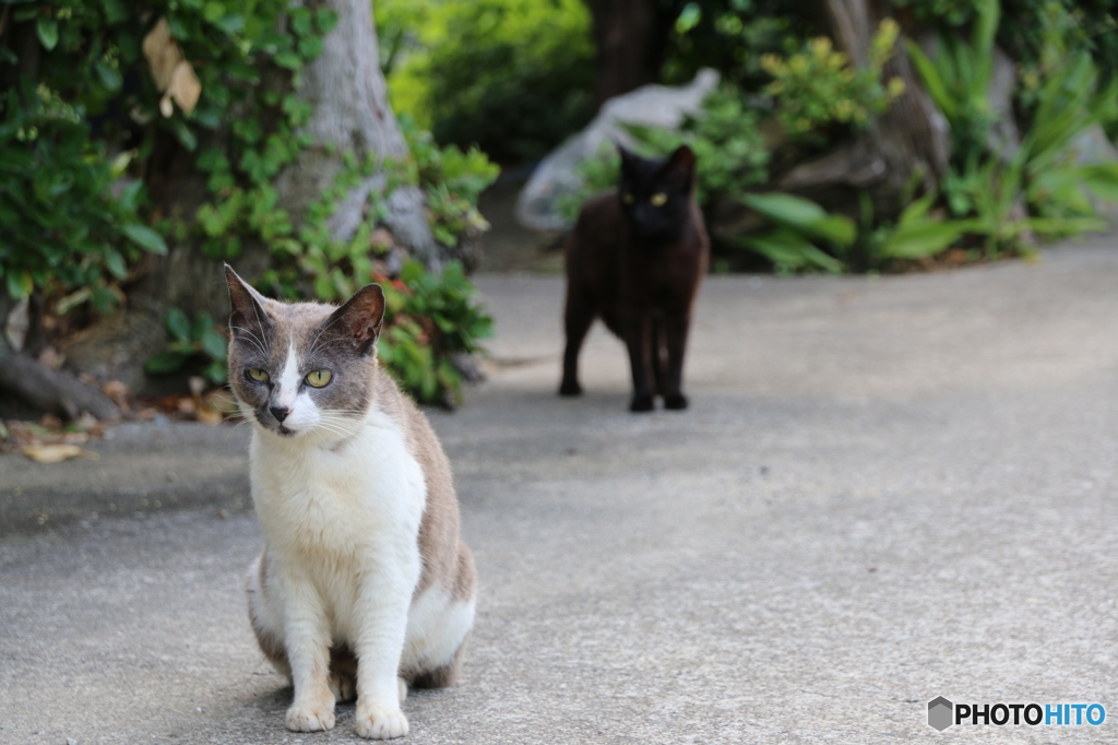 佐久島の猫3