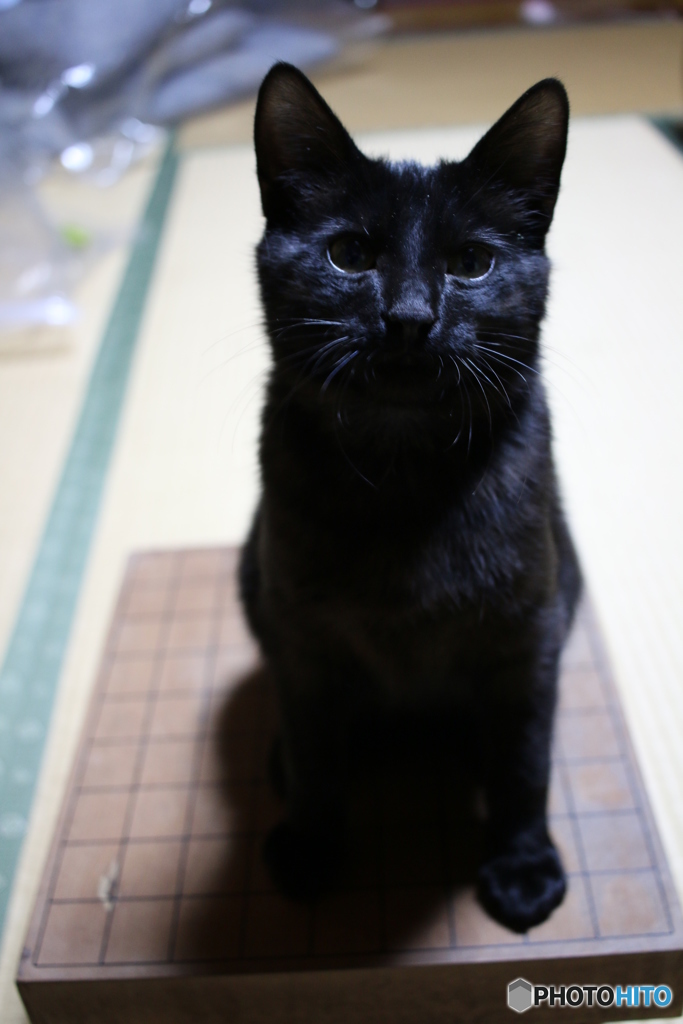 ねこ将棋