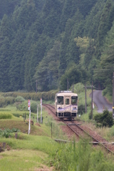 緑の中を走り抜けていくアケチ