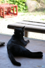 縁側黒猫