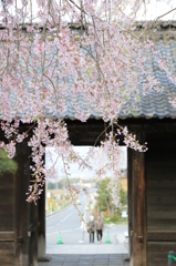 光前寺のさくら