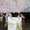 光前寺のさくら