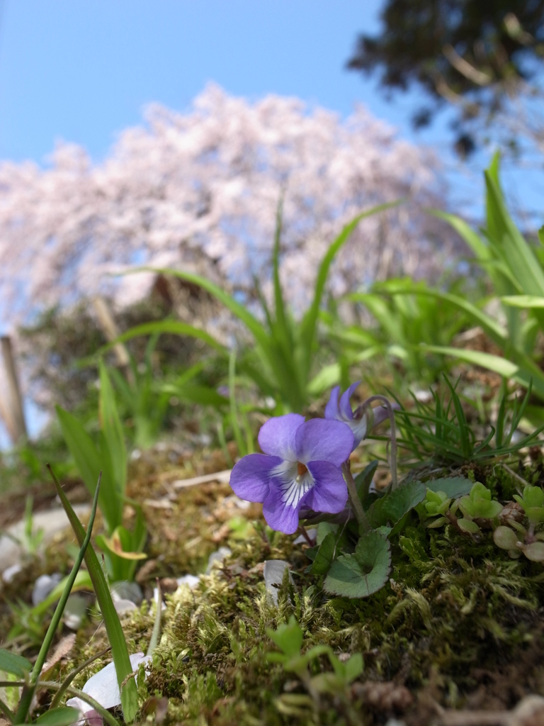 桜もいいけどスミレもね