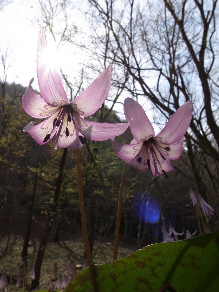 カタクリの森