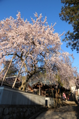 桜堂のしだれ桜　昼