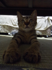 スフニャンクス