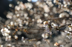 玉ボケ四季桜