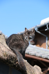 前略、木の上より