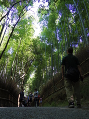 竹林の道　下から