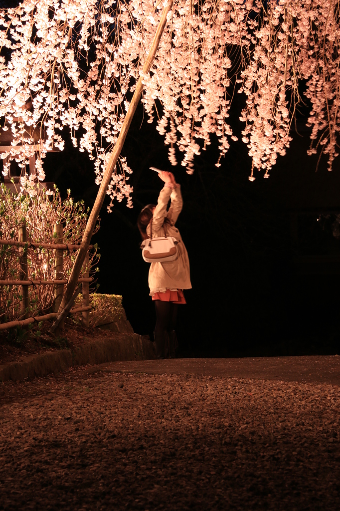 桜の木の下で