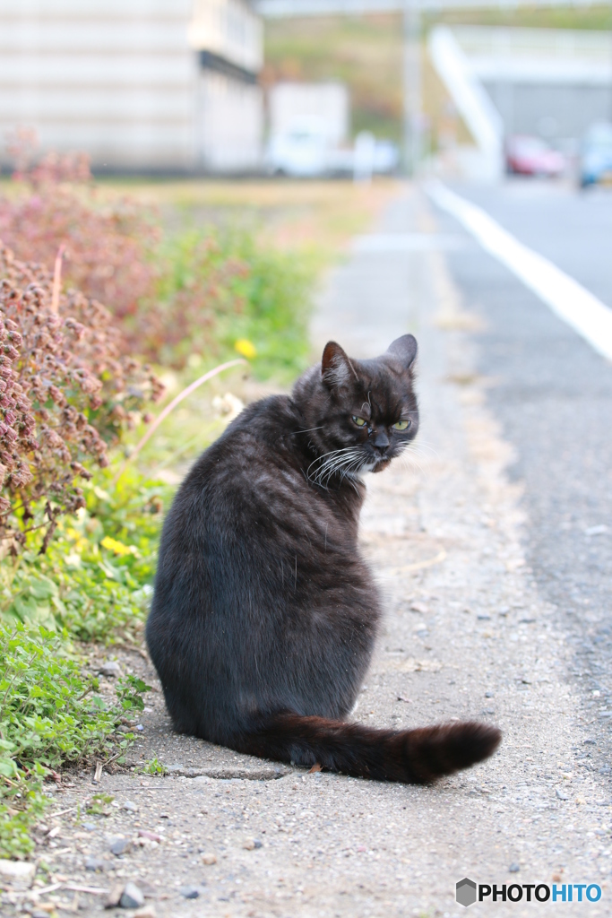 猫の日2