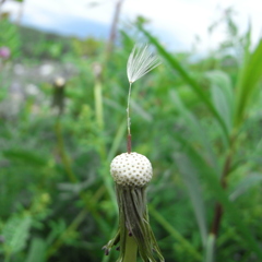 まだ居るよ