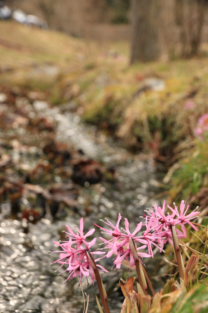 せせらぎとショウジョウバカマ
