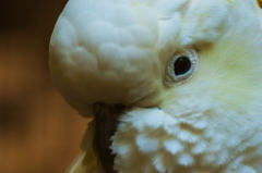 cockatoo