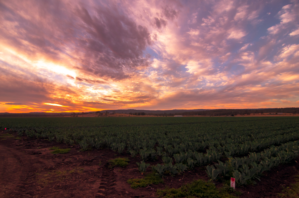 farm sun set