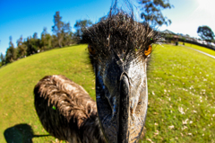 EMU