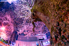 夜空に咲く　星桜