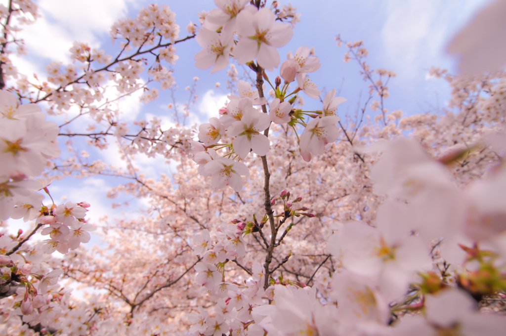 空色＋桜色＝春色