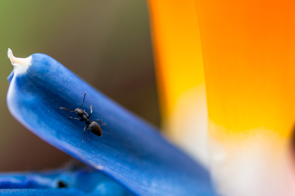 Ant on Bird of Paradise